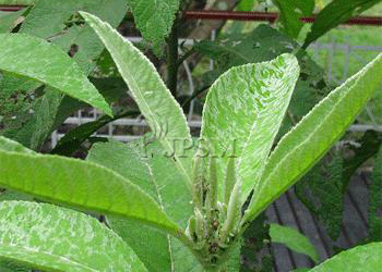 Herba - Jabatan Perhutanan Semenanjung Malaysia